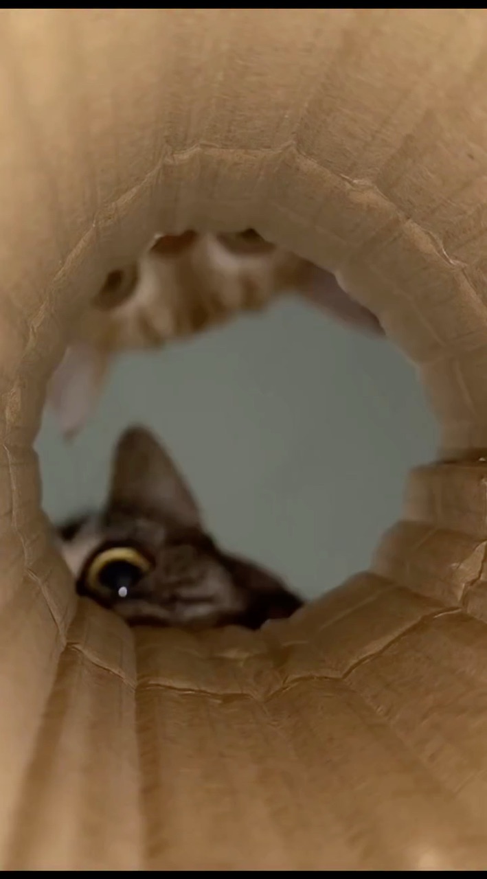 Looky_176434777057286 в LOOKY. #котики,#котята,#котэ,#котикиправятмиром,#котик. #котики #котята #кот...