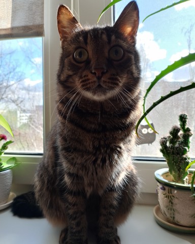 Looky_172915933227128 в LOOKY. #кузя,#просто_кузьма,#котэ,#котик,#питомец,#кот. Всем доброго весенне...