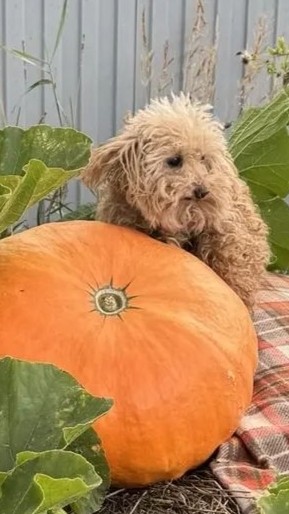 Vladova_T в LOOKY — #тыква #лето26 #dogs [#halloween ](halloween)