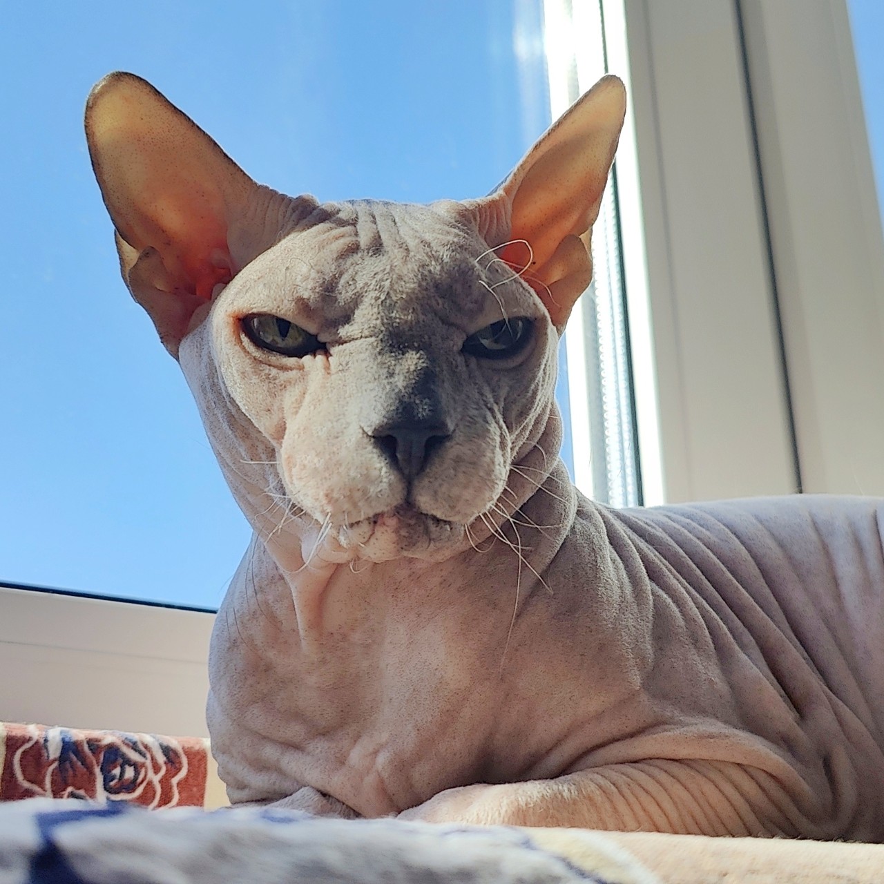 eva_sphynx_cat в LOOKY — фото 3