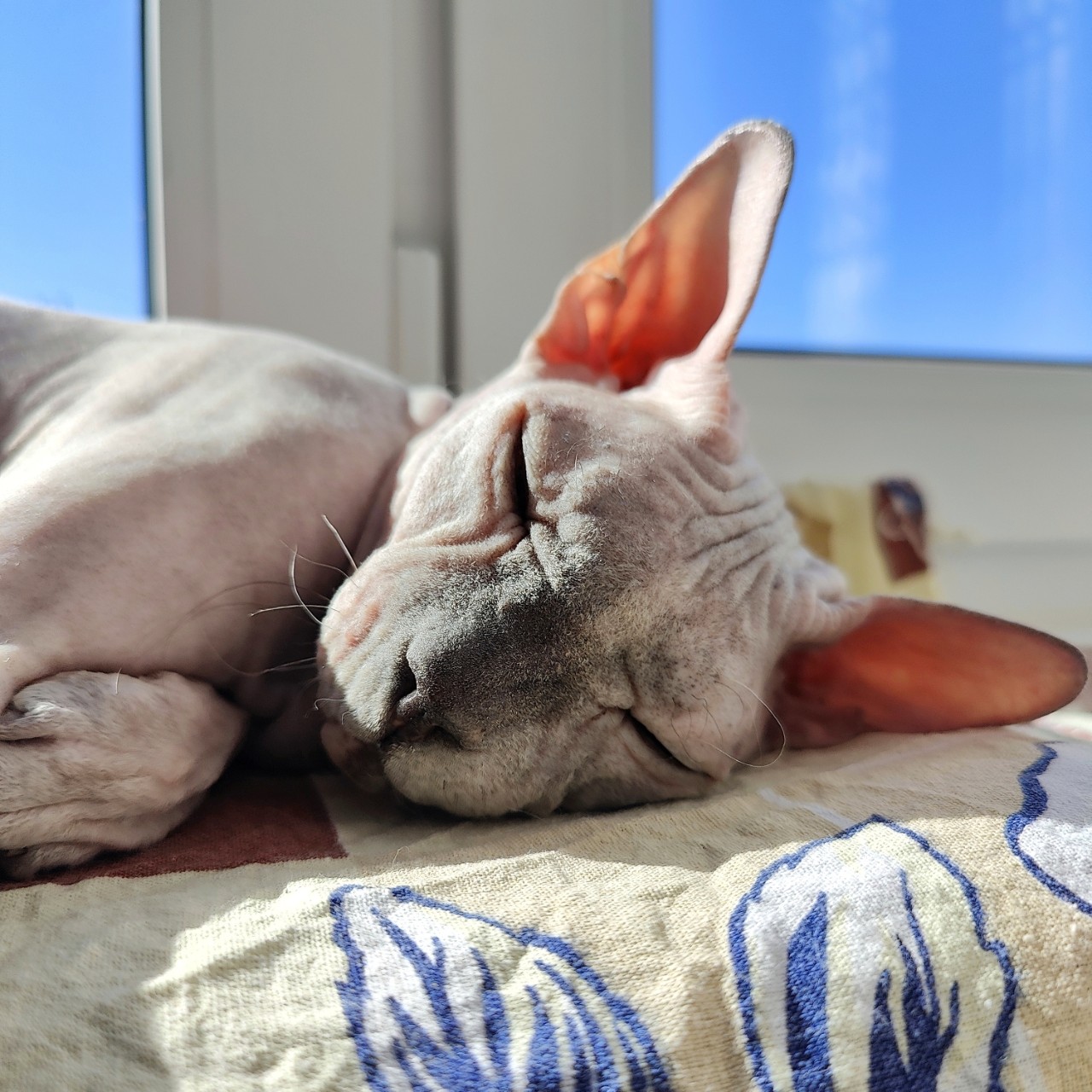 eva_sphynx_cat в LOOKY — фото 2