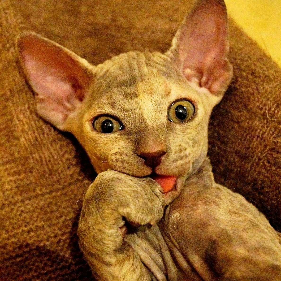 eva_sphynx_cat в LOOKY. #хвостатый_друг
#ева,#сфинкс,#sphynx,#донскойсфинкс,#кошка,#котики,#котэ,#лысая,#evasphynxcat,#мыизкотограмаlooky,#looky_official,#looky,#LOOKY_контент,#looky_you,#you. Привет, привет, прив...