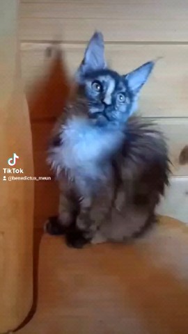 tinorika17 в LOOKY. #мейнкун,#котятамейнкун,#maincoon,#продажакотят. Девочка тоже досих п...