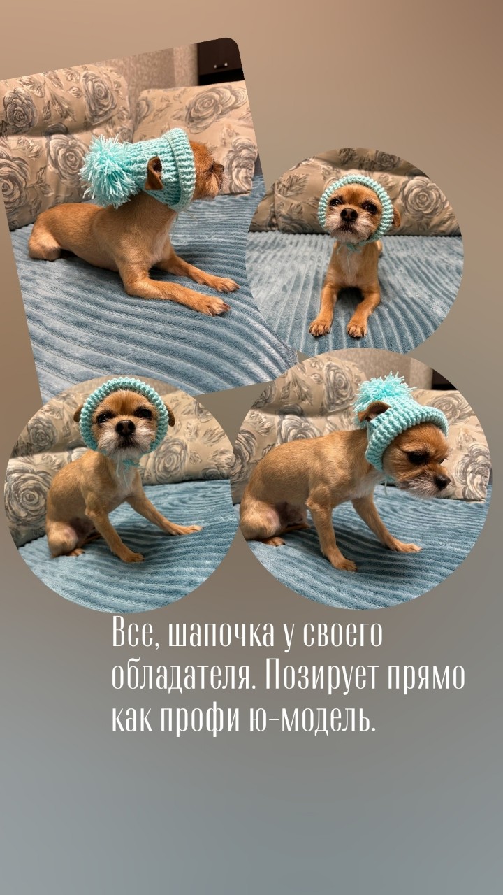 Евгения Григорьева в LOOKY — Первая моя работа в вязании для питомца. Собачка не моя)))) 