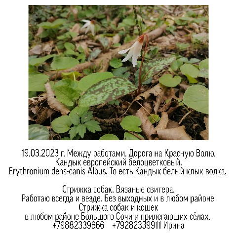 Looky_1676317000260 в LOOKY. #стрижкасобак,#одеждадлясобак,#ШИВ,#Сочи,#фотография,#стрижкасобакСочи,#стрижкакошекСочи,#ботаникаШИВ,#Кандык,#работакакэкскурсия. 19.03.2023 г. Между ...