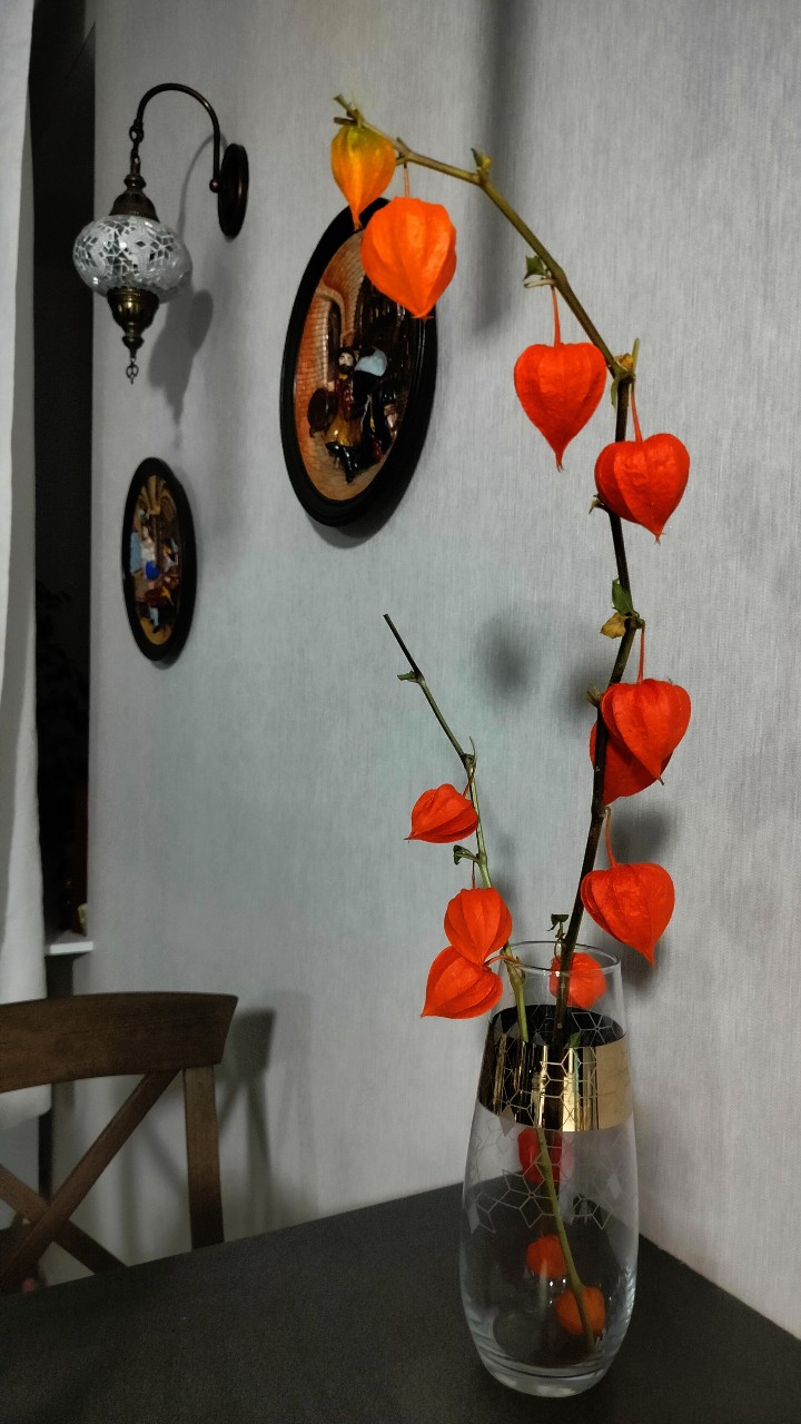  в LOOKY — #сентябрь26 #физалис [#flowers ](flowers) #сухоцветы #домуют