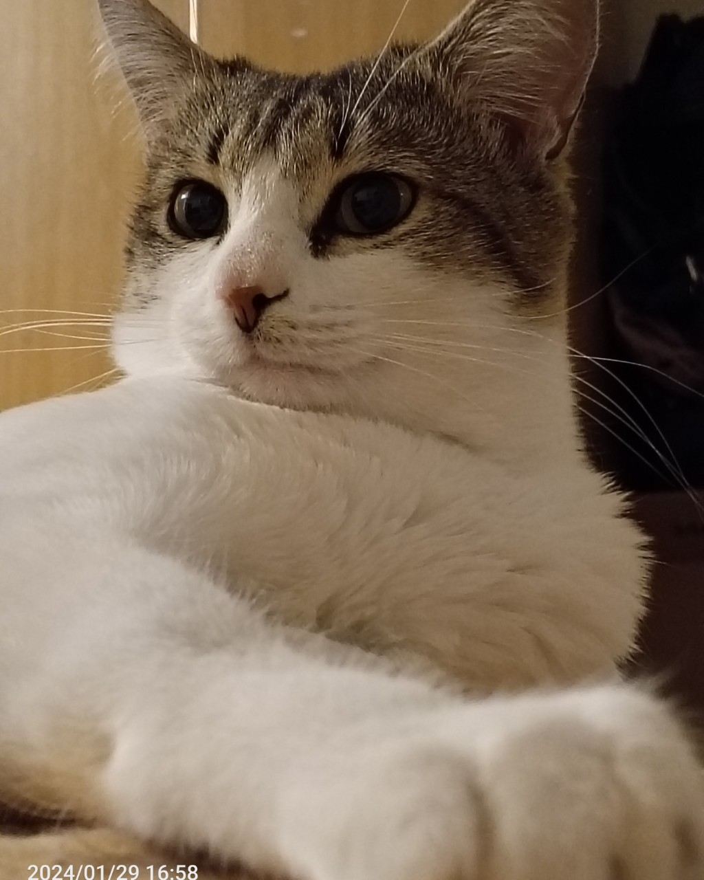 Кот Мурчик in LOOKY. . Всем привет, это я б...