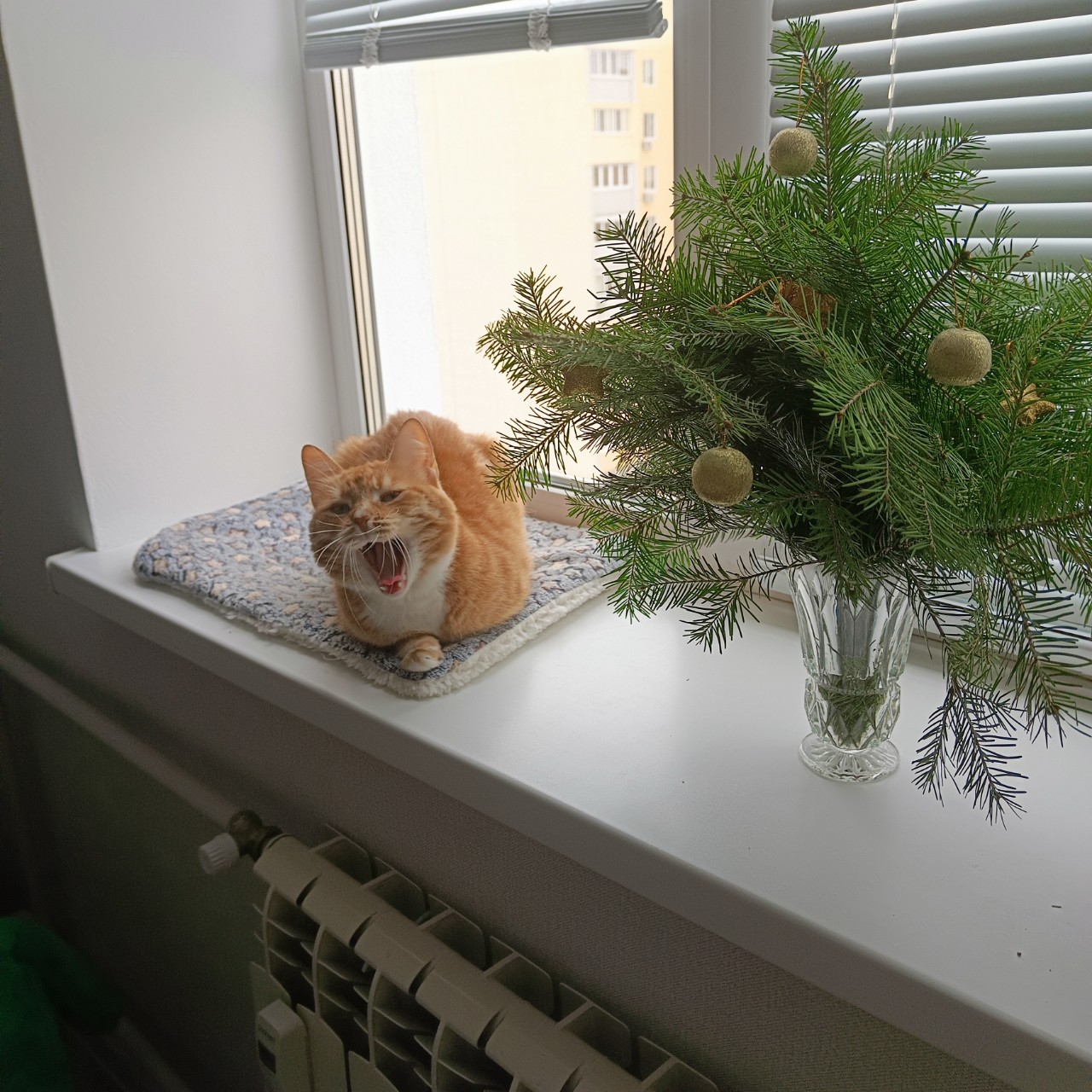 С наступающим, хвосты! 
[#котик ](котик)
#сновымгодом