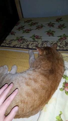 nukulay_kyyha в LOOKY. #мой_котик. #мой_котик [#моявсел...