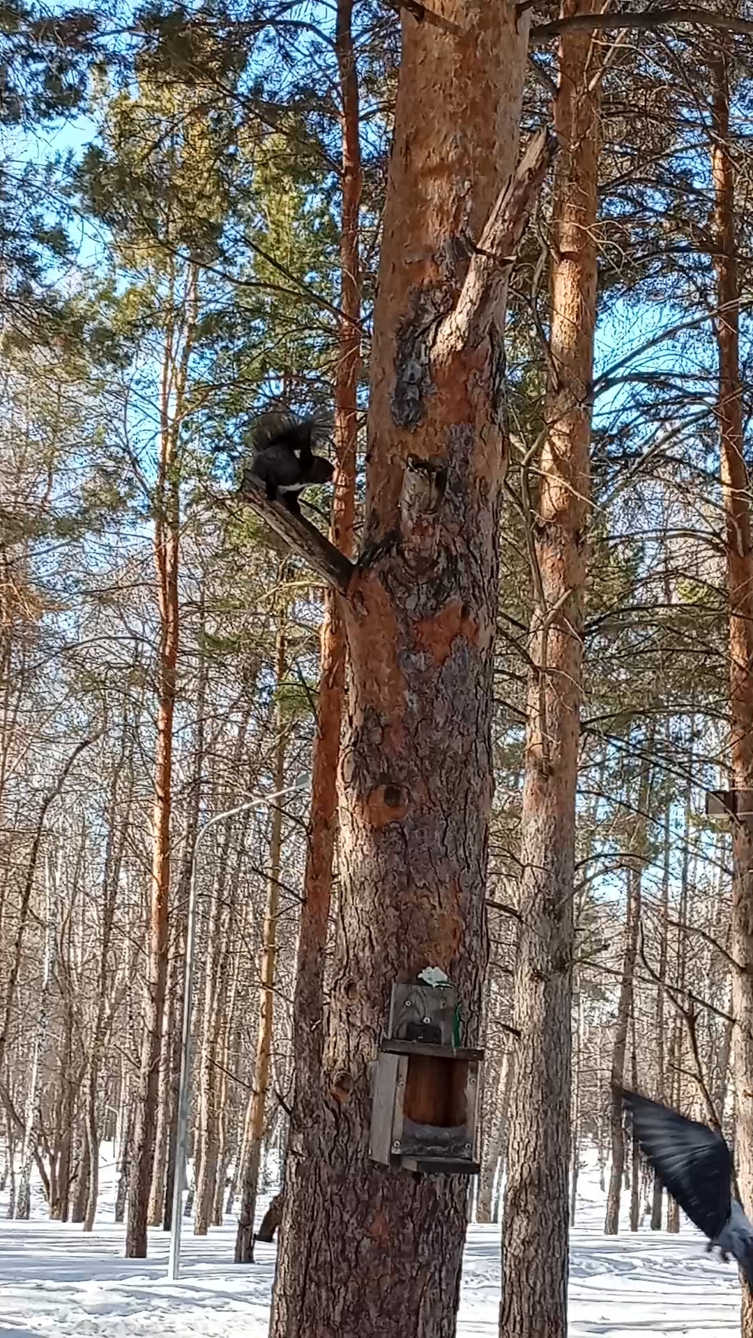 Рисовое поле в LOOKY. . Белочка 🐿️ [#природ...