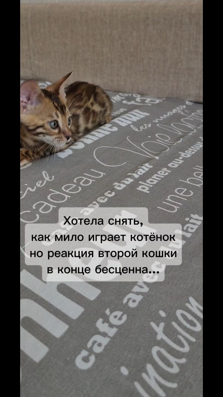 Мышка Муся и Маруся в LOOKY. . 