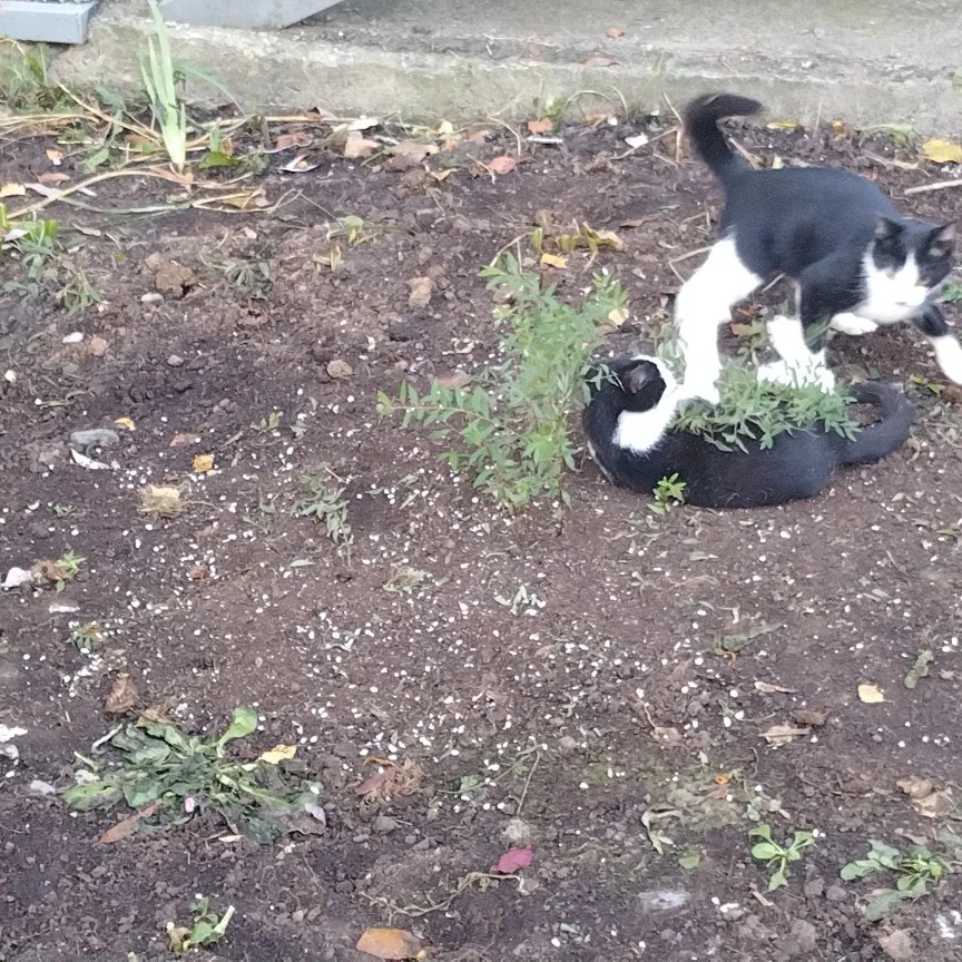 [#кошка ](кошка)