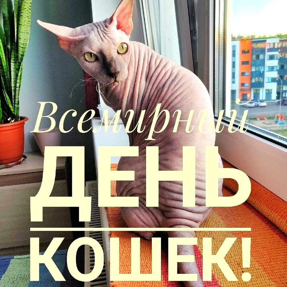 eva_sphynx_cat в LOOKY — фото 1