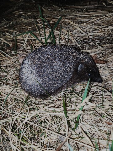 Татьяна Петрова в LOOKY. . 🦔