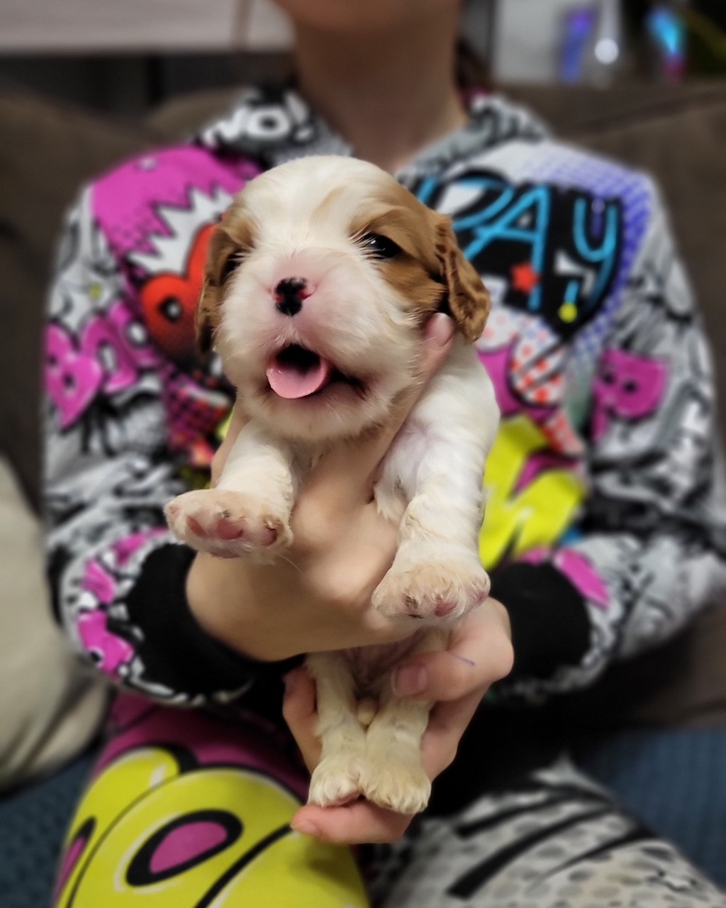 puppengame in LOOKY
