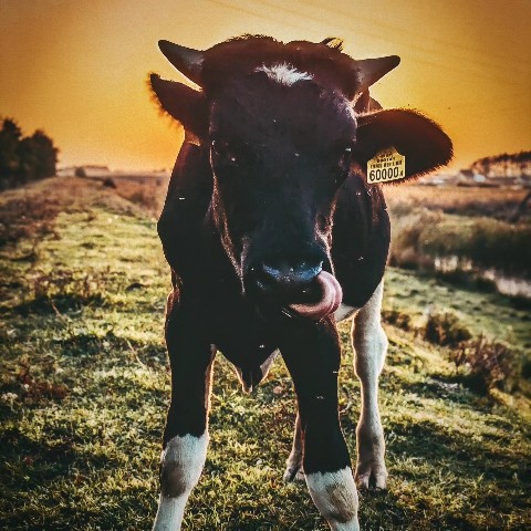Mihnovets в LOOKY. #bull. Животинки 😁
[#photo...