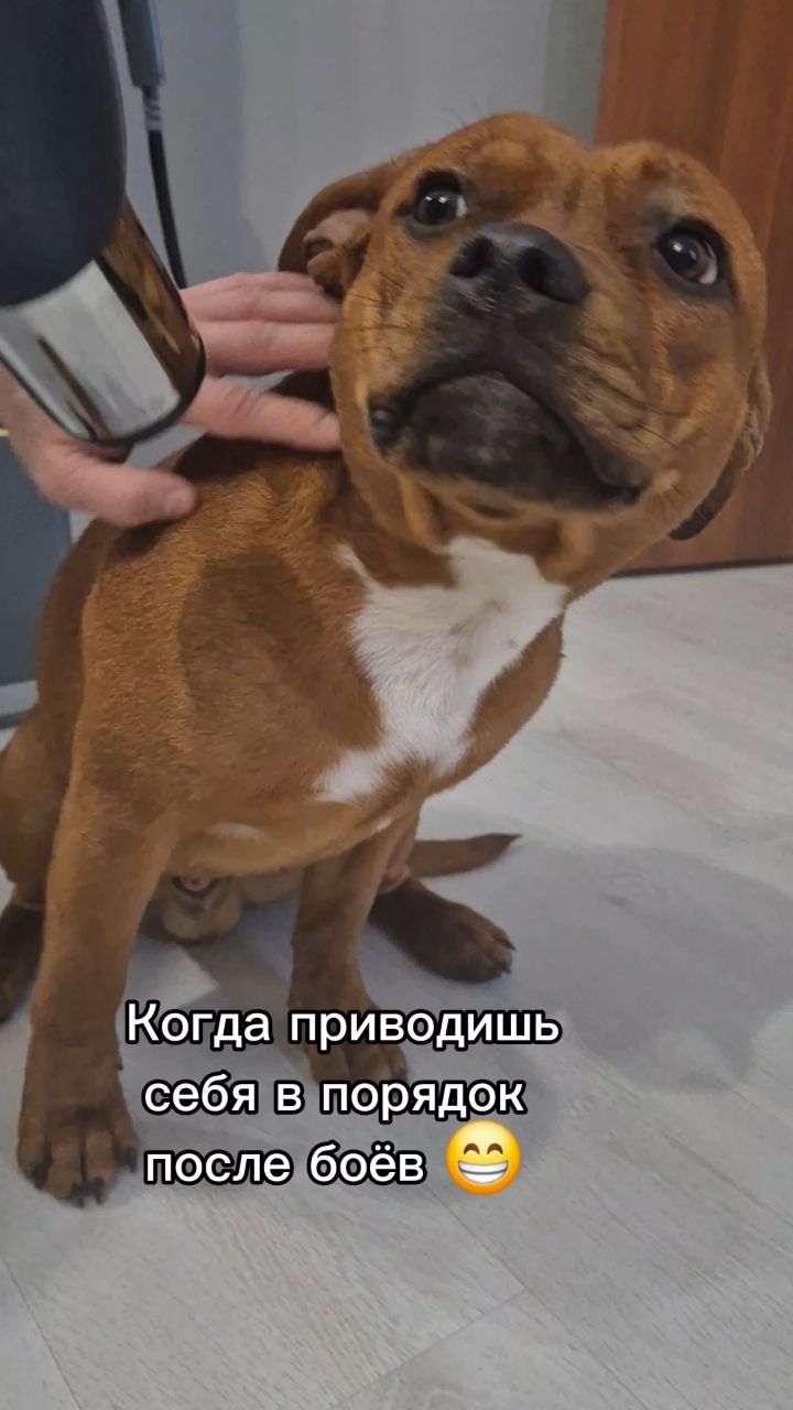 BuchTheStaffy в LOOKY. . 