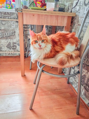 thecatrysia в LOOKY. #Москва,#кот. Привет вам, мои доро...