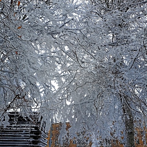 Katya Yozhik в LOOKY. . [#иней](иней) [#напр...