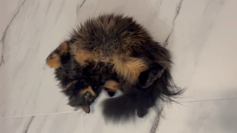 Looky_1693931435725 в LOOKY. #ребёнок,#котёнок,#балуется,#Степанида,#Стеша. #ребёнок #котёнок #б...