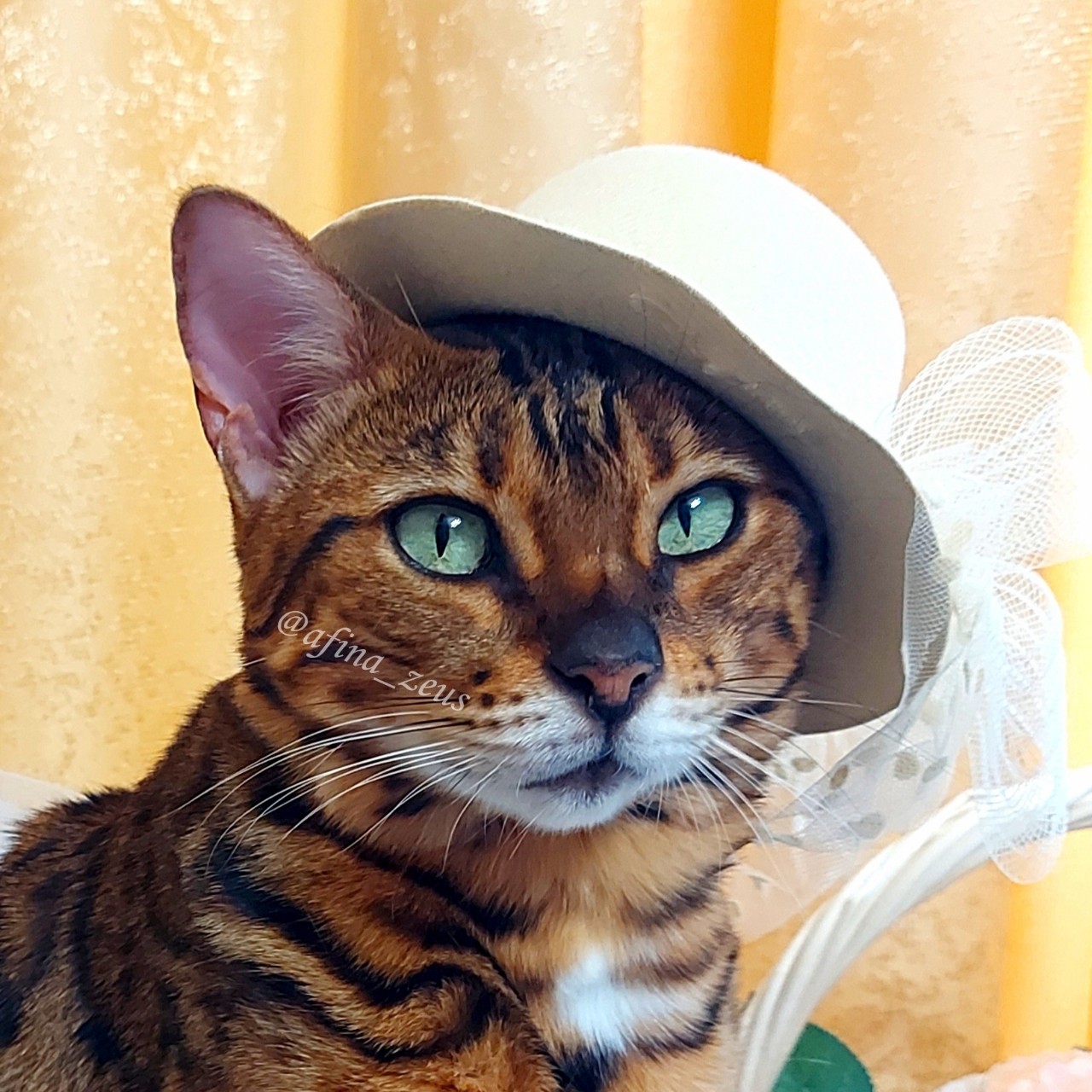 afina_zeus в LOOKY. #бенгалы,#кошка,#коты,#кот,#мыизкотограма,#фотомомент,#моифото,#красивыекошки,#котозависимость,#домашниеживотные,#питомцы,#looky,#looky_official,#looky_кошки,#looky_контент. Приветик друзья!
Вче...