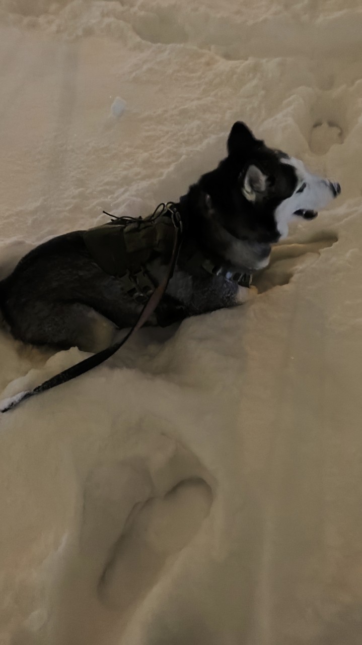 #dog #husky
