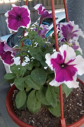 Лика в LOOKY. #петуния,#кашпо,#лето. Украшение входной зо...