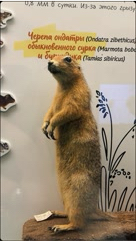 gerbe_ra в LOOKY. . Биологический музей ...