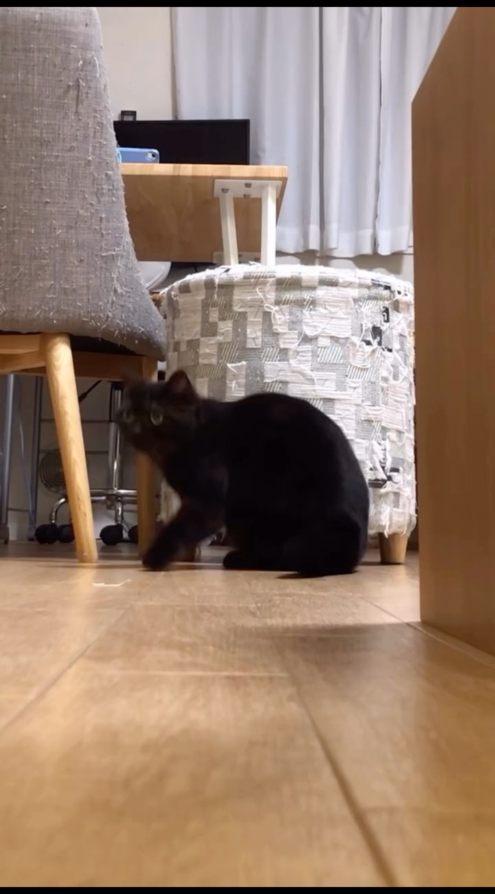 Looky_176434777057286 в LOOKY. #котики,#котята,#котикиправятмиром,#домашниеживотные,#котэ,#котейка,#питомцы,#топ. #котики #котята #кот...