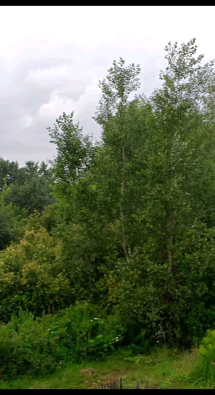 olga_buteo в LOOKY. #погода,#дождь,#ливень,#природа. ⛈️
#погода #дождь #л...