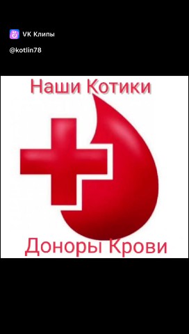 Котлин_Остров_Котов_Кронштадт в LOOKY. #котыдонорыкрови,#Бездомышикотики,#приют,#помощьбездомнымживотным,#cat. #котыдонорыкрови #Бе...
