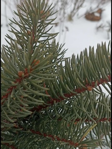 florasad_vera в LOOKY. . Почему так важно зна...