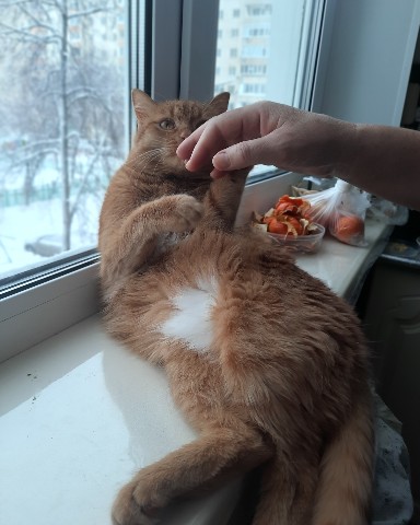 cam.mylyukova в LOOKY. . Мой рыжуля 🐇❤️‍🔥❤️...