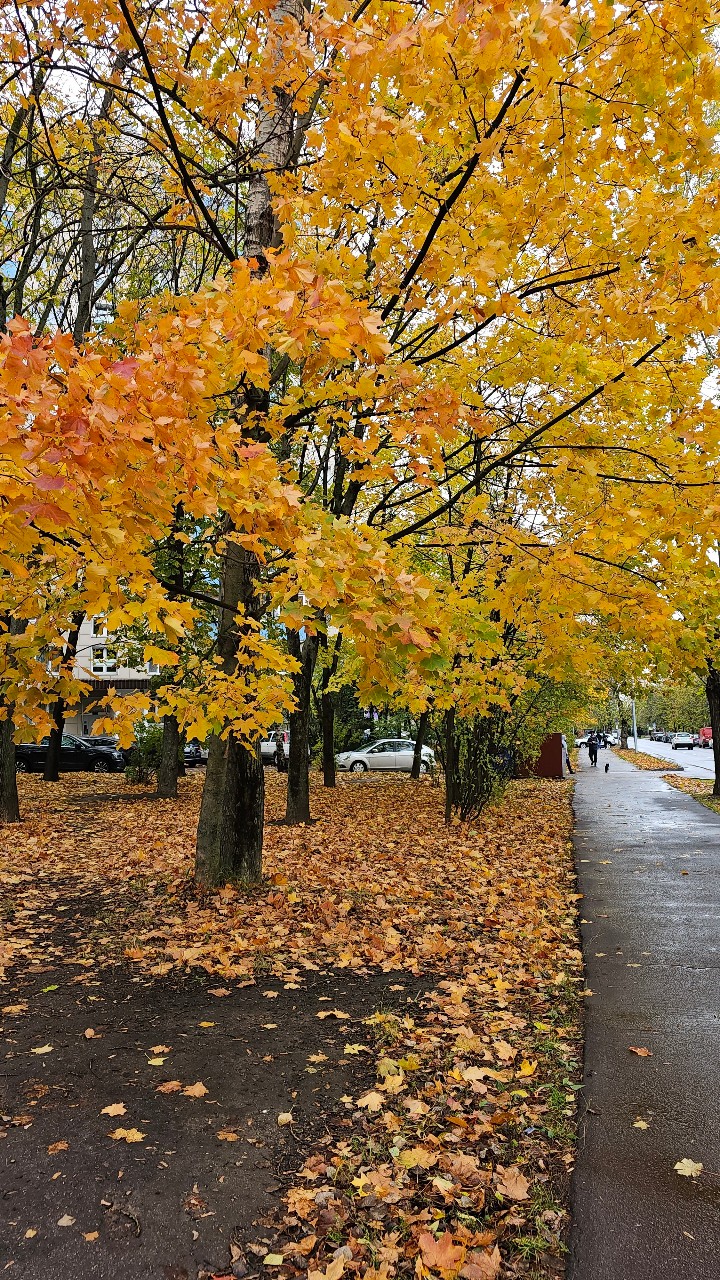 Идеальное осеннее дерево🌟🍁