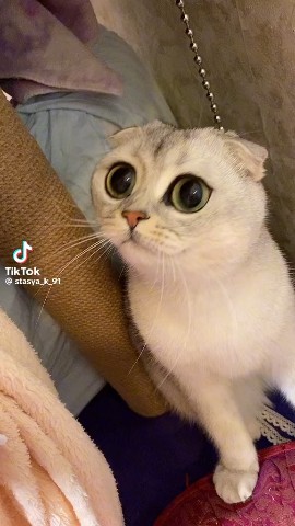 Сидрат in LOOKY. . 