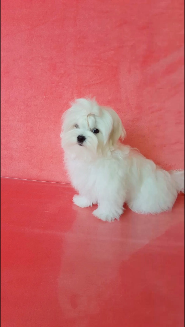 pearl_valley_maltese в LOOKY. . Малыш свободен. Можн...