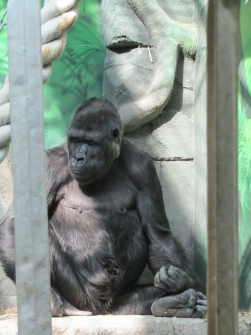 m_a_risha_ в LOOKY. #московскийзоопарк,#орел,#москва,#москвафото,#животные,#птицы. Братья наши меньшие ...