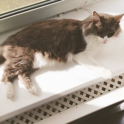 Кот эклер в LOOKY. . 