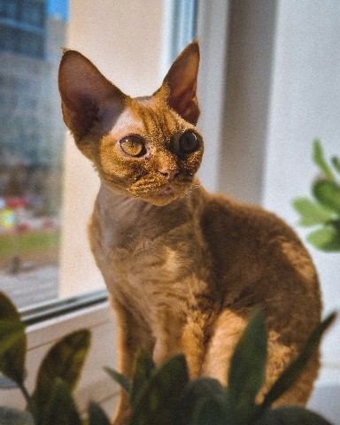 Fluffy_347 в LOOKY. #девонрекс. Наш кот Акира ☀️ имя...
