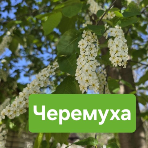 sevtata в LOOKY. #черемуха,#красота,#весна. ​​В мае зацветает че...
