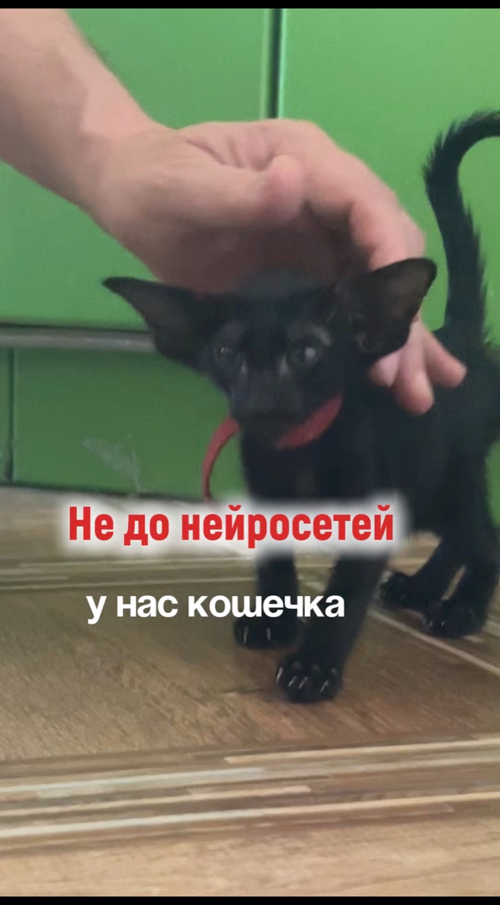 nataliya_tarasova_ в LOOKY. . Решили завести кошеч...