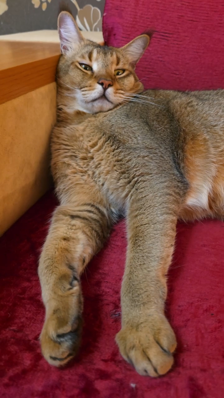 afina_zeus в LOOKY. #кошка,#коты,#чаузи,#котонутые,#котозависимость,#котикмой,#котмодель,#большиекошки,#редкиекошки,#красивыекошки,#гибридныекошки,#видеомомент,#видосики,#looky,#looky_official,##looky_кошки,#looky_контент. Привет друзья!
Нет, ...