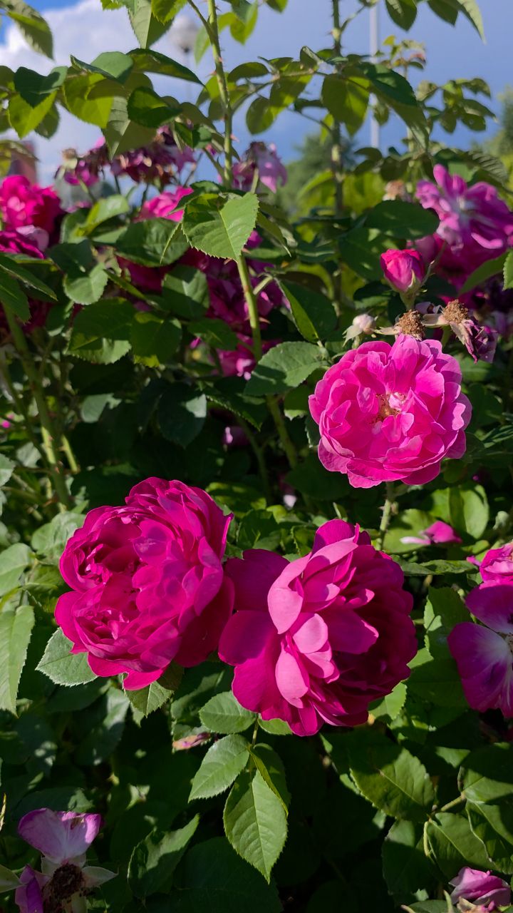 Fleurs в LOOKY. #роза,#букетроз,#кустоваяроза,#блогородныецветы,#царицацветов,#цветы,#растения,#огород,#дизайн,#ланшафтныйдизайн,#красота,#нежность,#вдохновение,#эстетика,#красотавокругнас,#природапрекрасна,#прекрасноерядом,#видеорилс,#видеомоменты,#looky,#looky_official,#looky_контент,#looky_цветы. Роза — это не просто...