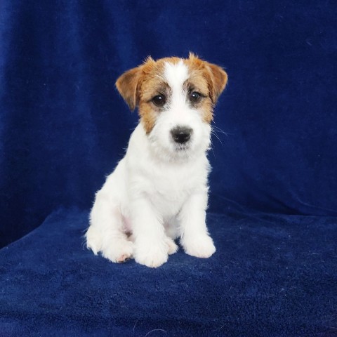allegro_diavoletto_kennel в LOOKY. . Девочка с рожками, н...