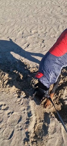 annet_anapa в LOOKY. #собакиАнапы,#пляжнаяжизнь,#dogsofinstagram,#Анапа. 🐾 Пляжный копатель ...