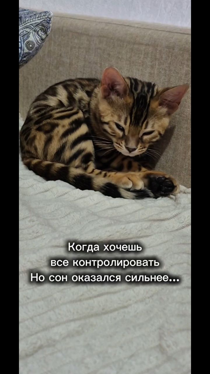 Мышка Муся и Маруся в LOOKY. #кошки,#котики,#бенгальская,#котята,#рекомендации. #кошки #котики #бенг...