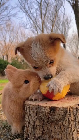 SoCute в LOOKY. . [#rabbit](rabbit) [#...