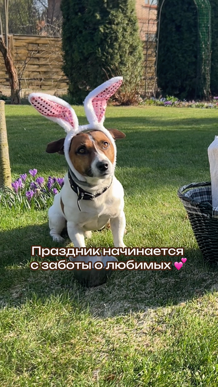 Собака Бэтмен в LOOKY. #263835222,#собака,#джекрассел,#пасха2025,#cutedog,#jackrussel. 🐾 Пасхальное утро н...