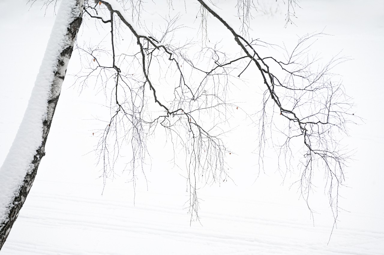 poboruev_landscape в LOOKY. #природа,#зима,#снег,#дерево,#берёзка,#берёза,#ветви,#графика,#контраст,#фотоприроды,#природноефото,#холодно,#Россия,#белое,#монохром. Графика зимы. Москва...