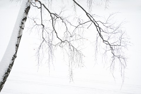 poboruev_landscape в LOOKY. #природа,#зима,#снег,#дерево,#берёзка,#берёза,#ветви,#графика,#контраст,#фотоприроды,#природноефото,#холодно,#Россия,#белое,#монохром. Графика зимы. Москва...